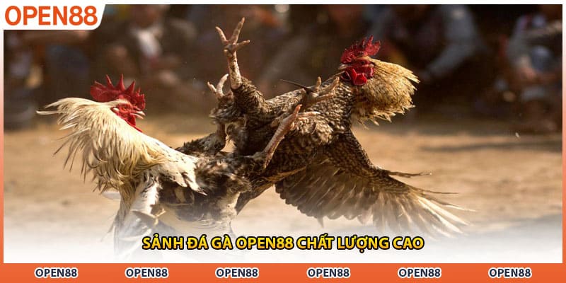 Sảnh đá gà OPEN88 chất lượng cao